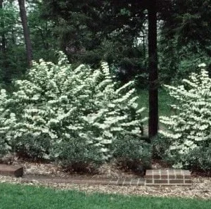 Japanese Snowball Viburnum Live Plant – 6-12 inch Bush – 3 inch Pot – Outdoor - Image 4