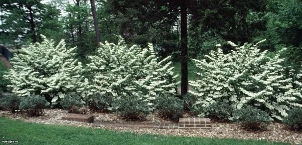 Japanese Snowball Viburnum Live Plant – 6-12 inch Bush – 3 inch Pot – Outdoor - Image 4