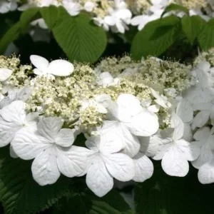 Japanese Snowball Viburnum Live Plant – 6-12 inch Bush – 3 inch Pot – Outdoor - Image 1