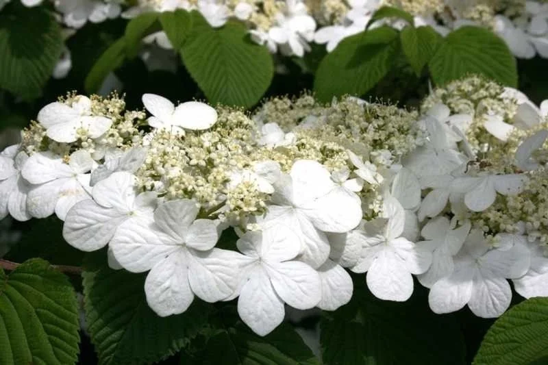 Japanese Snowball Viburnum Live Plant – 6-12 inch Bush – 3 inch Pot – Outdoor - Image 1