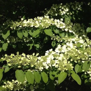 Japanese Snowball Viburnum Live Plant – 6-12 inch Bush – 3 inch Pot – Outdoor - Image 5