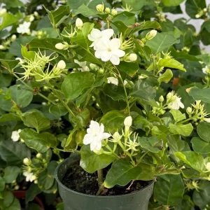 Jasmine Maid of Orleans Live Plant – Fragrant Houseplant – 4 inch Pot – Indoor/Outdoor - Image 2