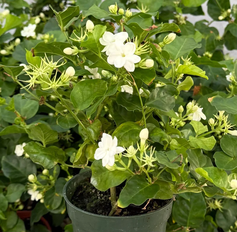 Jasmine Maid of Orleans Live Plant – Fragrant Houseplant – 4 inch Pot – Indoor/Outdoor - Image 2