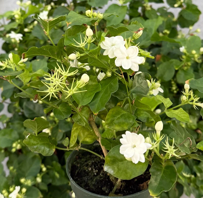 Jasmine Maid of Orleans Live Plant – Fragrant Houseplant – 4 inch Pot – Indoor/Outdoor - Image 3