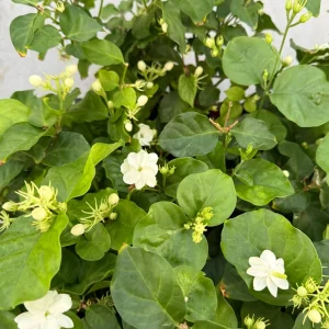 Jasmine Maid of Orleans Live Plant – Fragrant Houseplant – 4 inch Pot – Indoor/Outdoor - Image 5