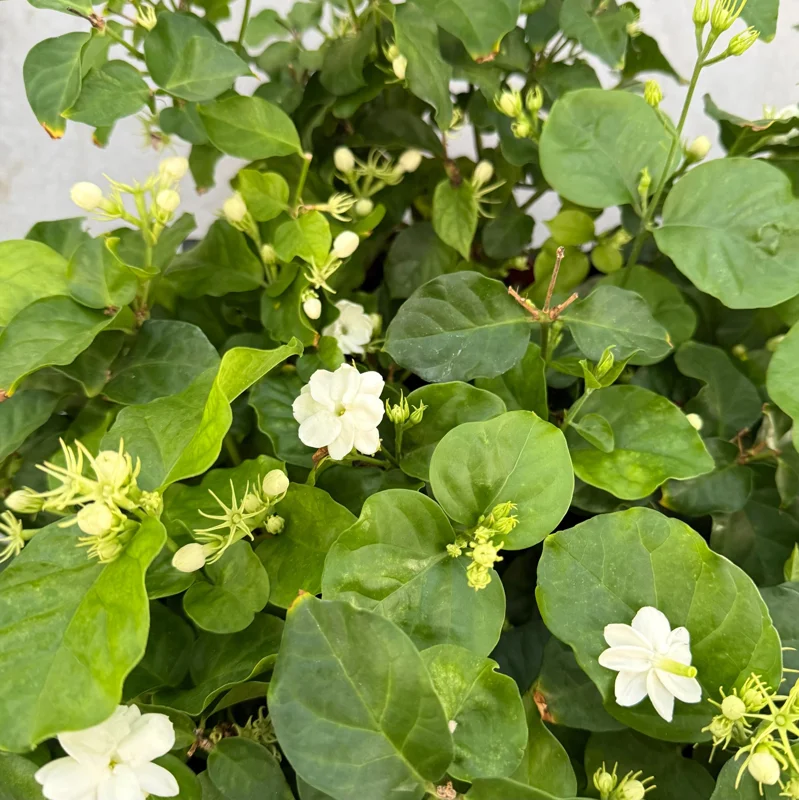 Jasmine Maid of Orleans Live Plant – Fragrant Houseplant – 4 inch Pot – Indoor/Outdoor - Image 5