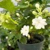 Jasmine Maid of Orleans Live Plant – Fragrant Houseplant – 4 inch Pot – Indoor/Outdoor - Image 1