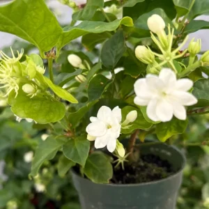 Jasmine Maid of Orleans Live Plant – Fragrant Houseplant – 4 inch Pot – Indoor/Outdoor - Image 1