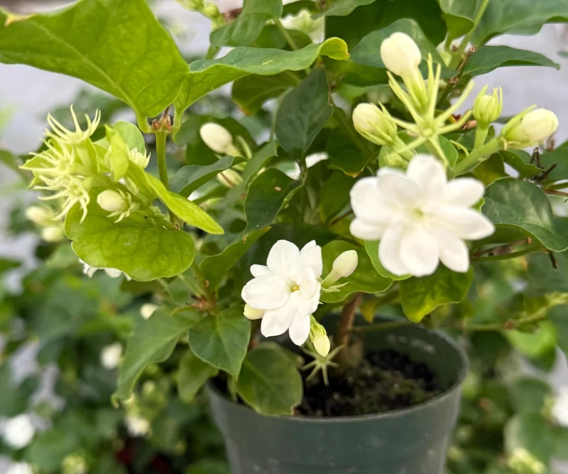 Jasmine Maid of Orleans Live Plant – Fragrant Houseplant – 4 inch Pot – Indoor/Outdoor - Image 1