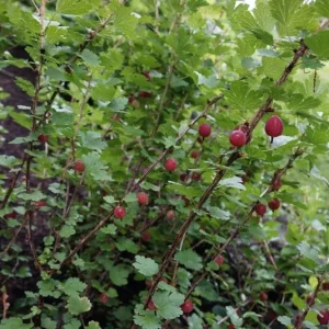 Jeanne Gooseberry Live Plant - Edible Shrub, Sweet Red Berries, Zones 3-7 - Image 2