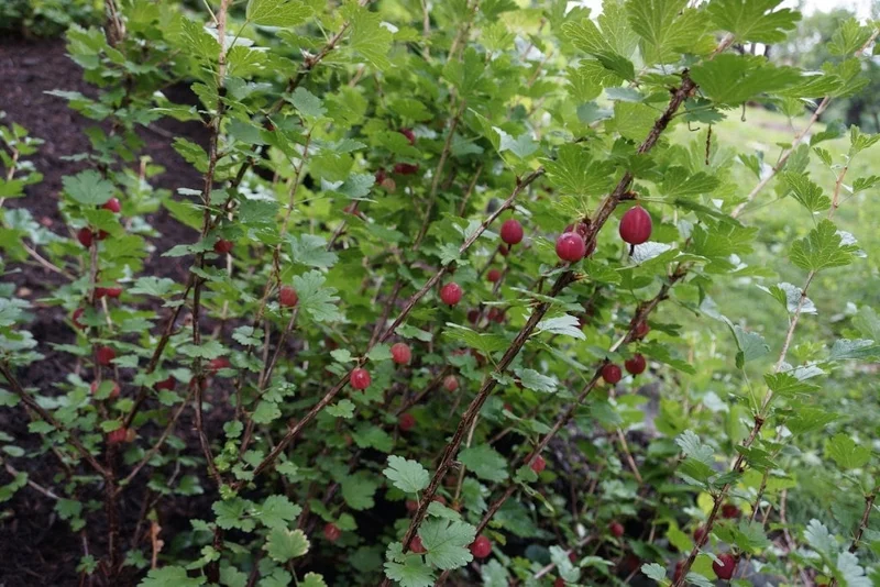 Jeanne Gooseberry Live Plant - Edible Shrub, Sweet Red Berries, Zones 3-7 - Image 2