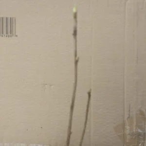 Jeanne Gooseberry Live Plant - Edible Shrub, Sweet Red Berries, Zones 3-7 - Image 3