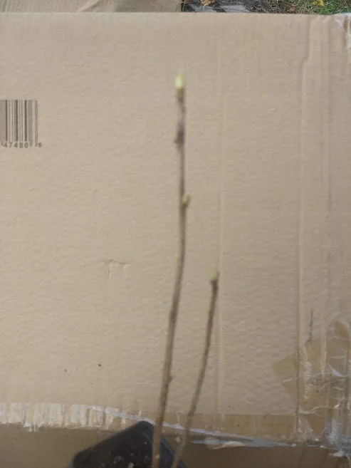 Jeanne Gooseberry Live Plant - Edible Shrub, Sweet Red Berries, Zones 3-7 - Image 3