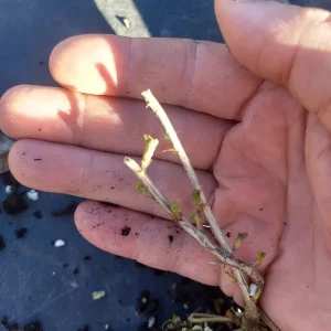 Jeanne Gooseberry Live Plant - Edible Shrub, Sweet Red Berries, Zones 3-7 - Image 4