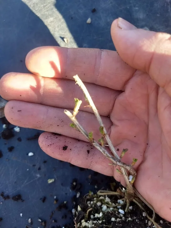 Jeanne Gooseberry Live Plant - Edible Shrub, Sweet Red Berries, Zones 3-7 - Image 4