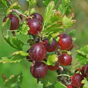 Jeanne Gooseberry Live Plant - Edible Shrub, Sweet Red Berries, Zones 3-7 - Image 1