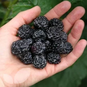 Jewel Black Raspberry Live Plant - Rooted Starter - Midseason - Zones 4-8 - Image 2