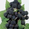 Jewel Black Raspberry Live Plant - Rooted Starter - Midseason - Zones 4-8 - Image 1