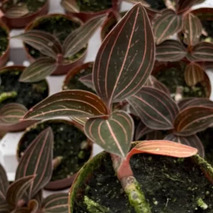 Jewel Orchid Live Plant (Ludisia Discolor) - 3 inch Pot, Indoor Foliage - Image 2