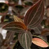 Jewel Orchid Live Plant (Ludisia Discolor) - 3 inch Pot, Indoor Foliage - Image 1