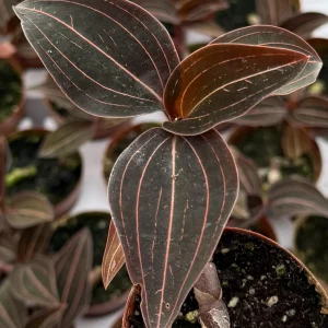 Jewel Orchid Live Plant (Ludisia Discolor) - 3 inch Pot, Indoor Foliage - Image 3