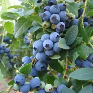 Jewel Southern Highbush Blueberry Bush Live Starter Plant – 4-6