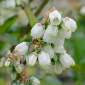 Jewel Southern Highbush Blueberry Bush Live Starter Plant – 4-6