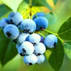 Jewel Southern Highbush Blueberry Bush Live Starter Plant – 4-6