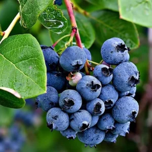 Jewel Southern Highbush Blueberry Bush Live Starter Plant – 4-6