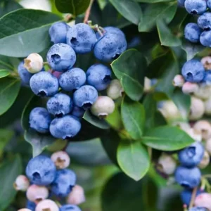 Jewel Southern Highbush Blueberry Bush Live Starter Plant – 4-6