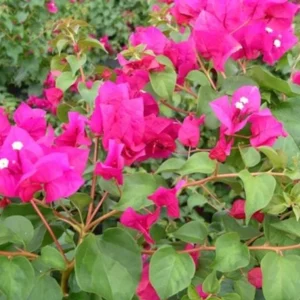 Juanita Hatten Bougainvillea Live Plant - 2-Pack, 4-6