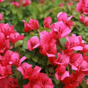 Juanita Hatten Bougainvillea Live Plant - 2-Pack, 4-6