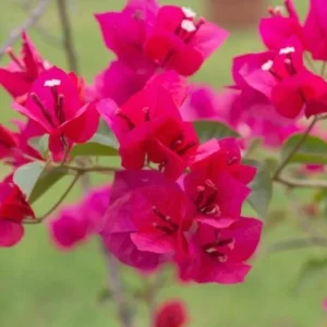 Juanita Hatten Bougainvillea Live Plant - 2-Pack, Pink, 4-6
