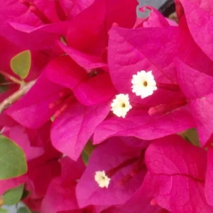 Juanita Hatten Bougainvillea Live Plant - 2-Pack, Pink, 4-6