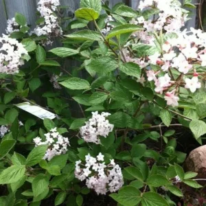 Juddi Viburnum Live Plant – Fragrant Spring Blossoms, Purple Fall Foliage – 2.5