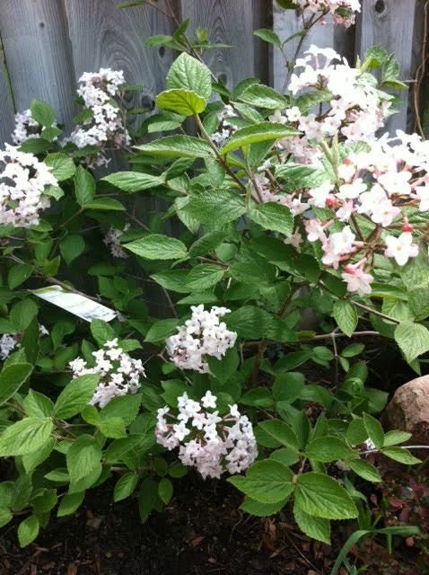 Juddi Viburnum Live Plant – Fragrant Spring Blossoms, Purple Fall Foliage – 2.5" Pot - Image 2