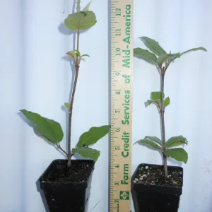 Juddi Viburnum Live Plant – Fragrant Spring Blossoms, Purple Fall Foliage – 2.5