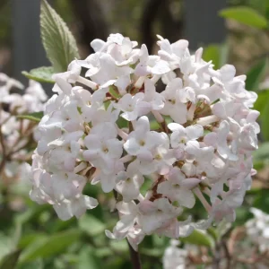 Juddi Viburnum Live Plant – Fragrant Spring Blossoms, Purple Fall Foliage – 2.5