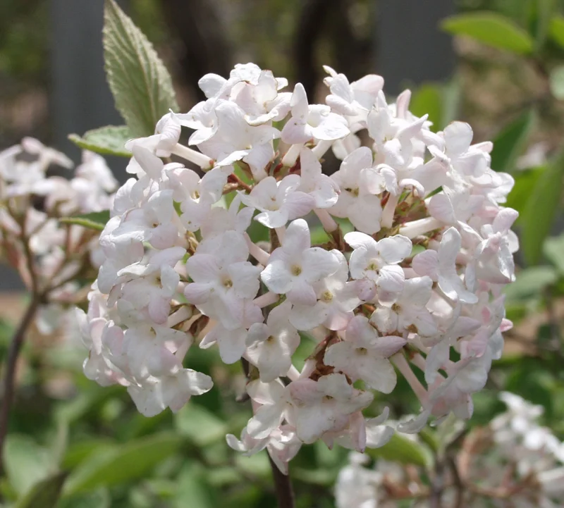 Juddi Viburnum Live Plant – Fragrant Spring Blossoms, Purple Fall Foliage – 2.5" Pot - Image 1