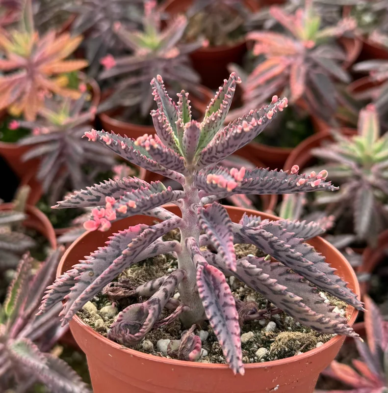 Kalanchoe Pink Butterfly Live Plant - Mother of Thousands Succulent - 2" or 4" Pot - Image 1