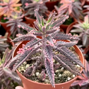 Kalanchoe Pink Butterfly Live Plant - Mother of Thousands Succulent - 2