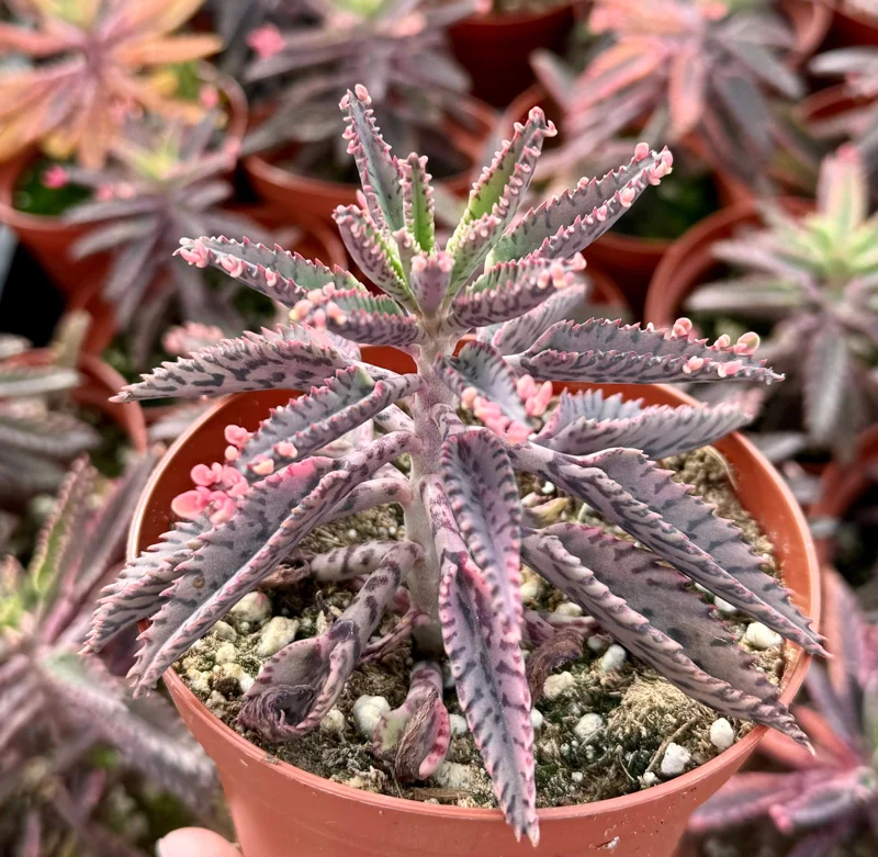 Kalanchoe Pink Butterfly Live Plant - Mother of Thousands Succulent - 2" or 4" Pot - Image 2