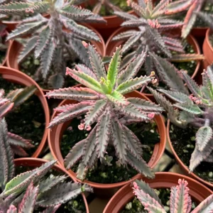 Kalanchoe Pink Butterfly Live Plant - Mother of Thousands Succulent - 2