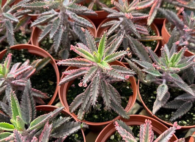 Kalanchoe Pink Butterfly Live Plant - Mother of Thousands Succulent - 2" or 4" Pot - Image 3