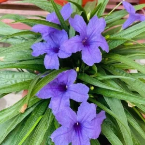 Katie Dwarf Blue Ruellia Live Plants – Set of 6 – 3-6