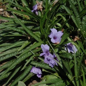 Katie Dwarf Blue Ruellia Live Plants – Set of 6 – 3-6