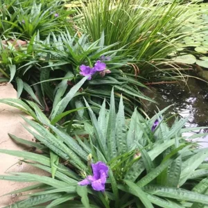 Katie Dwarf Blue Ruellia Live Plants – Set of 6 – 3-6