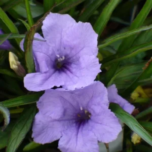 Katie's Dwarf Blue Ruellia Live Plants - Set of 3, 3-6