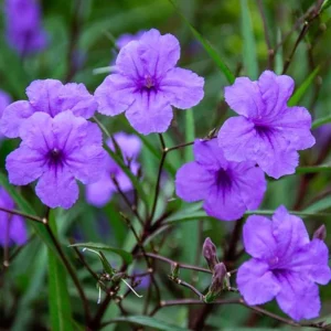 Katie's Dwarf Blue Ruellia Live Plants - Set of 3, 3-6