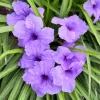 Katie's Dwarf Blue Ruellia Live Plants - Set of 3, 3-6" Tall, Perennial - Image 1